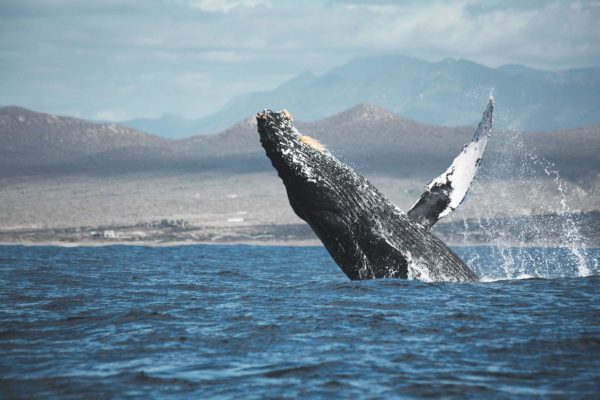 Whale watching adventure in Cabo San Lucas