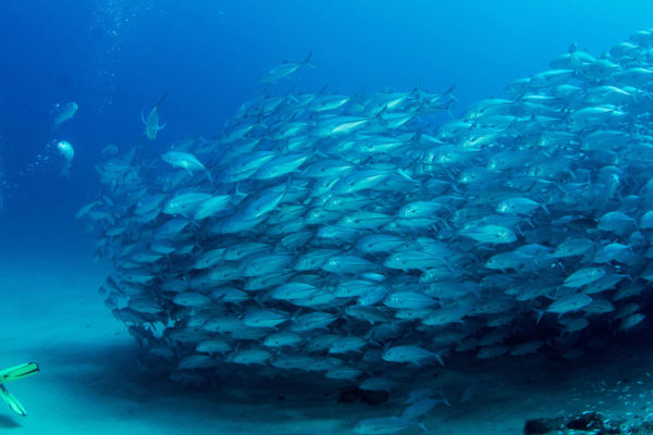 School of fish diving Cabo Pulmo sea of Cortez