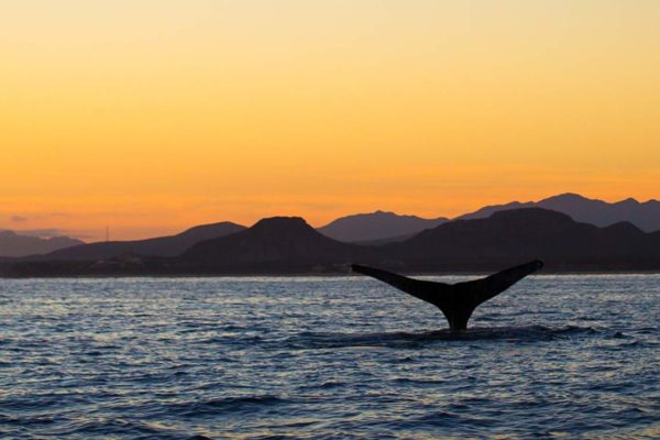 Sunset Whale watching Cabo San Lucas