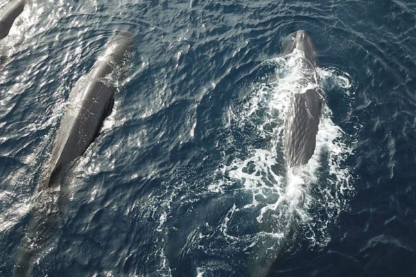 Swimming with Sperm Whales in the Sea Of Cortez